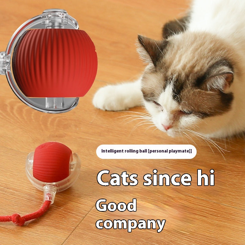 BNMQ auto-rolling ball cat play lifestyle | Jeu de chat avec la balle auto-roulante BNMQ